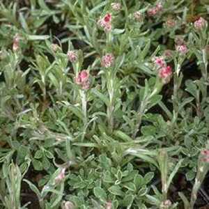 ANTENNARIA dioica 'Rubra'