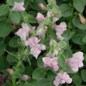 ANTIRRHINUM hispanicum ssp. hispanicum 'Roseum'