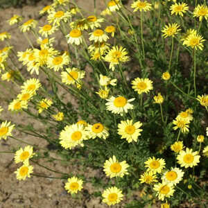 ANTHEMIS hybrida 'E.C. Buxton'