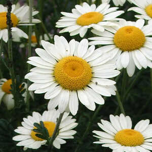 ANTHEMIS hybrida 'Wargrave'