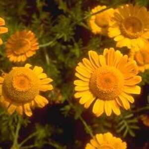 ANTHEMIS sancti-johannis