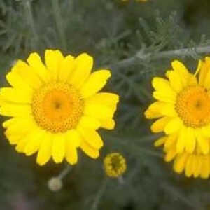 ANTHEMIS tinctoria 'Kelway'