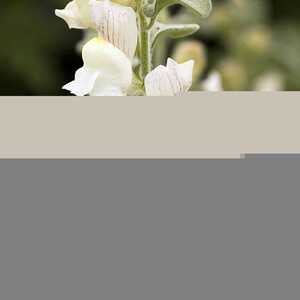 ANTIRRHINUM molle