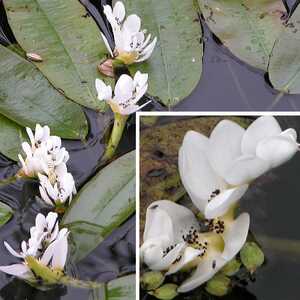 APONOGETON distachyos