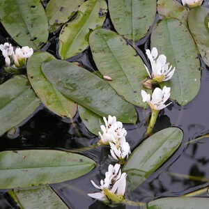 APONOGETON distachyos