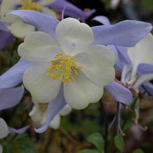 AQUILEGIA 'Blue Star'