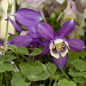 AQUILEGIA 'Blue Star'