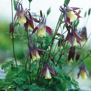 AQUILEGIA buergeriana 'Calimero'