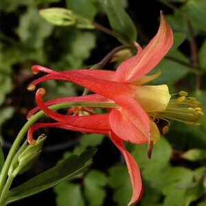 AQUILEGIA canadensis