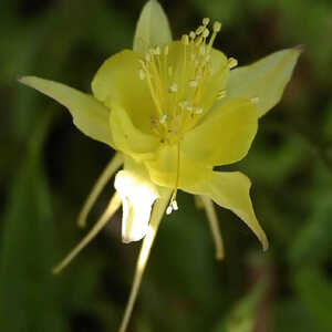 AQUILEGIA chrysantha 'Yellow Queen'