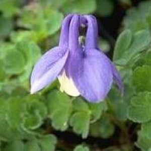 AQUILEGIA flabellata 'Ministar'