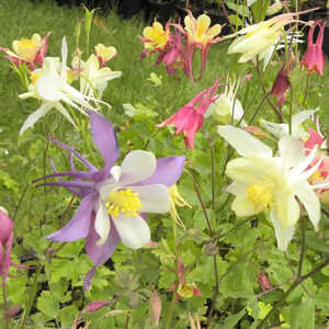 AQUILEGIA Mc Kana Hybrids