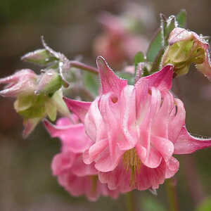 AQUILEGIA 'Nora Barlow'