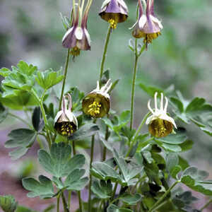 AQUILEGIA viridiflora