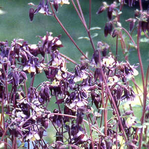 AQUILEGIA vulgaris 'William Guiness'