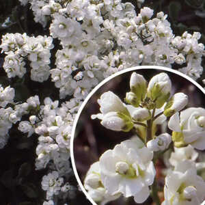 ARABIS caucasica 'Plena'