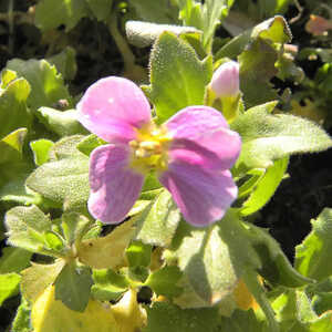 ARABIS caucasica 'Rosea'