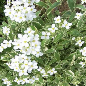 ARABIS caucasica 'Variegata'