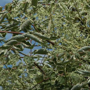 ARALIA elata 'Variegata'