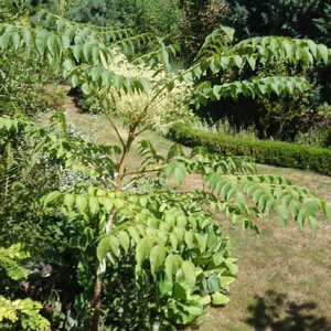 ARALIA elata