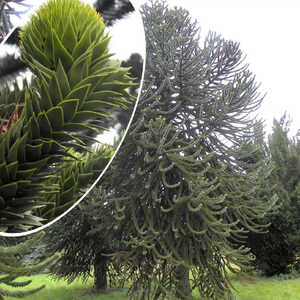 ARAUCARIA araucana