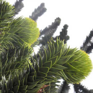 ARAUCARIA araucana