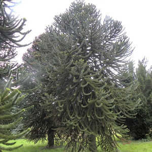 ARAUCARIA araucana