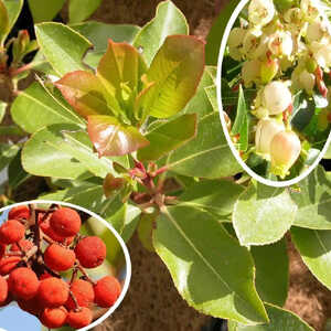 ARBUTUS andrachne