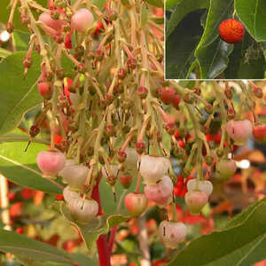 ARBUTUS x reyorum 'Marina'