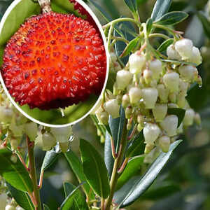 ARBUTUS unedo 'Atlantic'