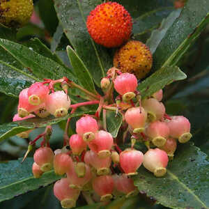 ARBUTUS unedo f. rubra