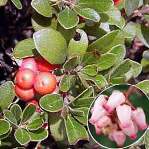 ARCTOSTAPHYLOS uva-ursi 'Vancouver Jade'