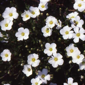 ARENARIA montana