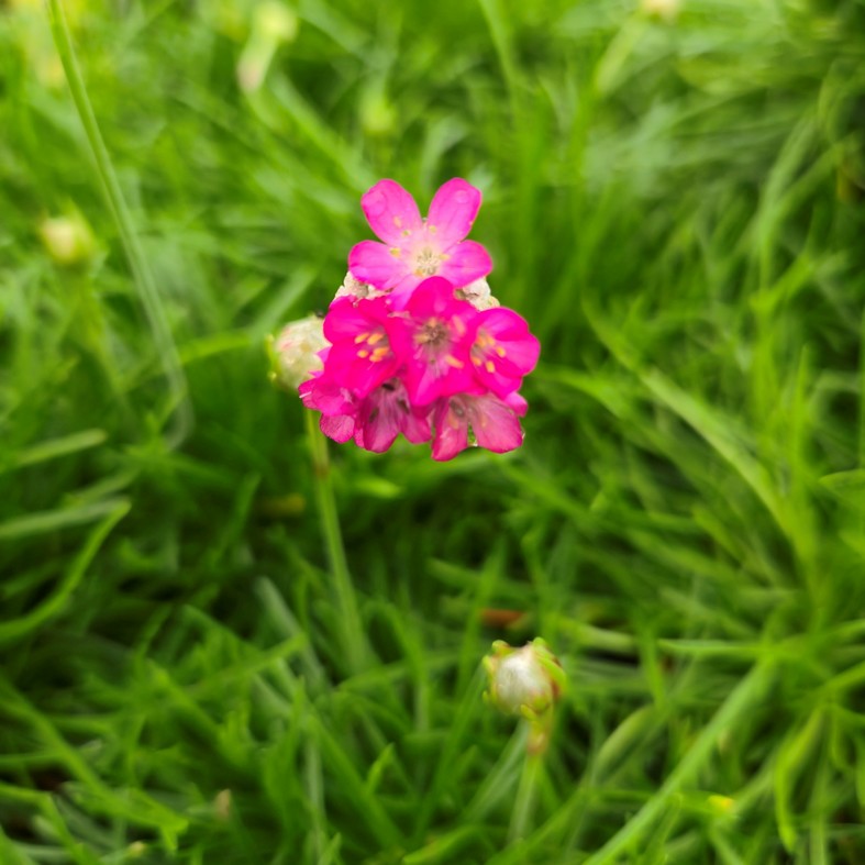 ARMERIA maritima 'Rosea'