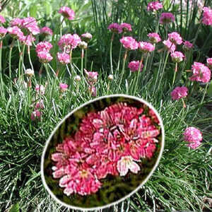 ARMERIA maritima 'Splendens'