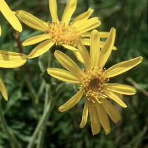 ARNICA montana