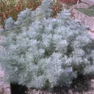 ARTEMISIA arborescens