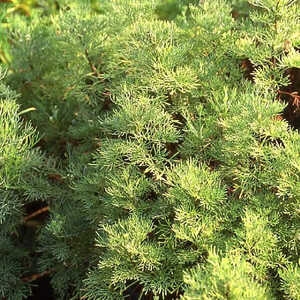 ARTEMISIA citrata