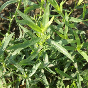 ARTEMISIA dracunculus