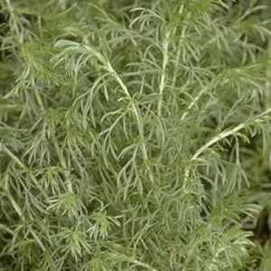 ARTEMISIA glacialis