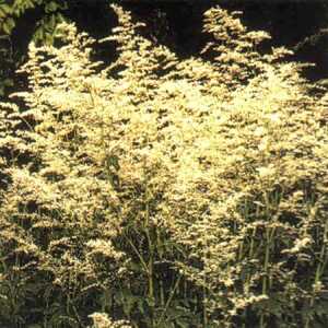 ARTEMISIA lactiflora 'Elfenbein'