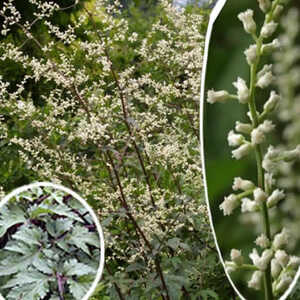 ARTEMISIA lactiflora 'Guizhou'