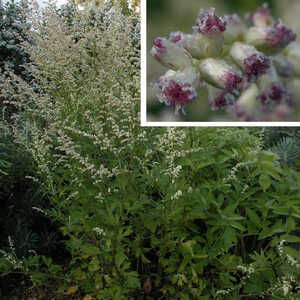 ARTEMISIA lactiflora 'Weisse Dame'