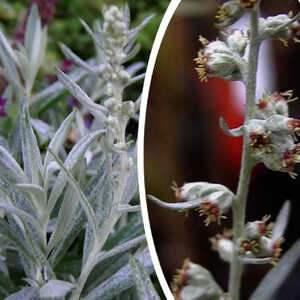 ARTEMISIA ludoviciana 'Silver Queen'