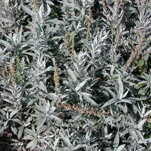 ARTEMISIA ludoviciana 'Valérie Finnis'