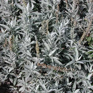 ARTEMISIA ludoviciana 'Valérie Finnis'