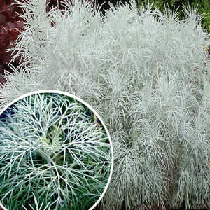 ARTEMISIA 'Makana Silver'