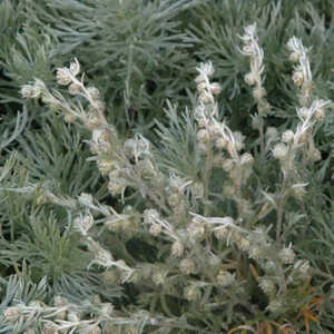 ARTEMISIA schmidtiana 'Nana'