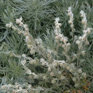 ARTEMISIA schmidtiana 'Nana'