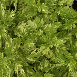 ARTEMISIA vulgaris 'Cragg-Barber Eyes'